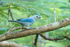 Blue-grey Tanager perched, Panama