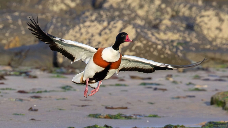 Shelduck - Kildonan - Isle of Arran - Scotland