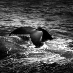whale tail b&w