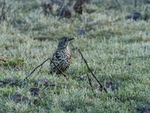 Mistle Thrush