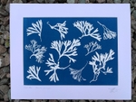 'Clew Bay'  One of a kind original cyanotype