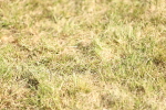SBM_18780