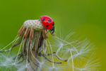 In the world of Ladybirds
