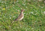Greater Short-toed Lark
