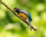 Violaceous Trogon (male) wiping bill, Costa Rica