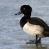 Tufted Duck