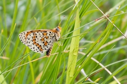 Spotted Fritillary