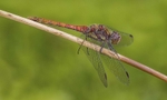 Common Darter