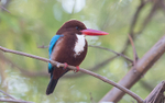 White-throated Kingfisher