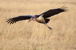 Marabou Stork portfolio