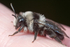 Andrena cineraria (f)