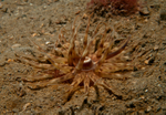 Mesacmaea mitchellii