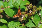 Gatekeeper