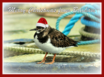 out of stock   BX21 - Christmas Turnstone at Brixham