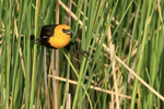 Yellow-headed Blackbird portfolio