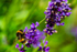 Bumble bee-0705