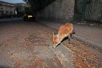 Urban Fox, Bristol _ UR047