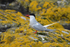 Arctic Tern