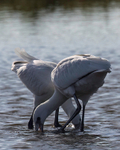 Fledgling spoonbills feeding
