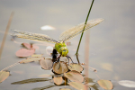 Female Emperor