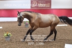 BPP_1396