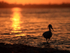Silhouette of Snowy Egret, Sanibel Island, Florida