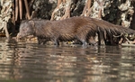Marsh Mongoose