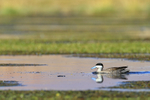 Puna Teal swimming, Rio Putana, Machuca, Chile