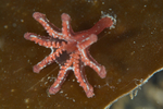Calvadosia campanulata