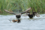 Long-tailed Ducks (male) fighting, Iceland