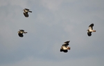 Lapwings
