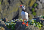 Puffin