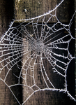 Frozen Cobweb