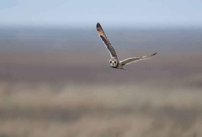 Short Eared Owl