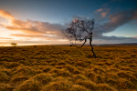 Tree on the Moor