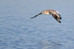 Black-bellied Plover flying, Fort De Soto Park, Florida