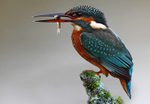 Female Kingfisher