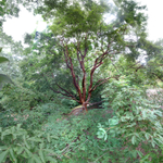 August 2020 - Arnold Arboretum - Title: Eden
