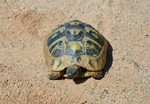 Hermann's Tortoise