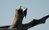 White woodpecker