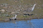 Curlew Sandpiper and Ruff