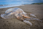 Barrel Jellyfish-ACP_9746