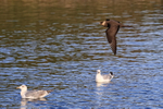 Arctic Skua low over gulls on water, Flatanger, Norway