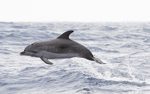 Dauphin tacheté de l'atlantique