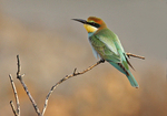 European Bee Eater