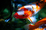 Koi-6825