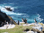 Puffins Flannan Isles