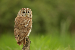 Tawny Owl