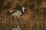 Sandhill Crane with wings raised, Bosque del Apache, New Mexico