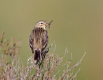 Meadow Pipit -  Anthus pratensis